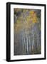 Aspen Fall-Joe Cornish-Framed Giclee Print