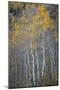 Aspen Fall-Joe Cornish-Mounted Giclee Print