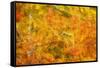 Aspen Foliage in Autumn-Darrell Gulin-Framed Stretched Canvas