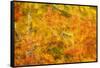 Aspen Foliage in Autumn-Darrell Gulin-Framed Stretched Canvas