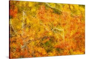 Aspen Foliage in Autumn-Darrell Gulin-Stretched Canvas