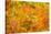 Aspen Foliage in Autumn-Darrell Gulin-Stretched Canvas