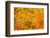 Aspen Foliage in Autumn-Darrell Gulin-Framed Photographic Print