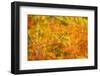 Aspen Foliage in Autumn-Darrell Gulin-Framed Photographic Print