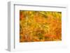 Aspen Foliage in Autumn-Darrell Gulin-Framed Photographic Print