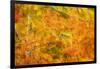 Aspen Foliage in Autumn-Darrell Gulin-Framed Photographic Print