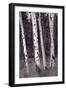 Aspen Forest Arizona BW-Steve Gadomski-Framed Photographic Print