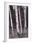 Aspen Forest Arizona BW-Steve Gadomski-Framed Photographic Print