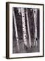 Aspen Forest Arizona BW-Steve Gadomski-Framed Photographic Print