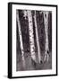 Aspen Forest Arizona BW-Steve Gadomski-Framed Photographic Print