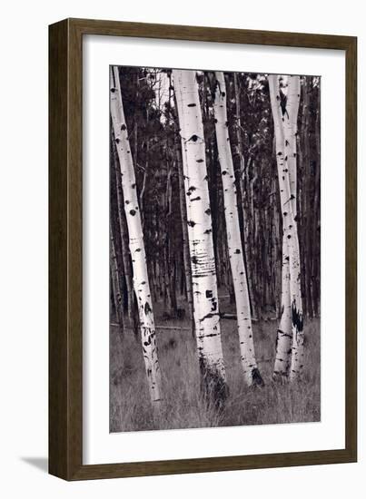 Aspen Forest Arizona BW-Steve Gadomski-Framed Photographic Print