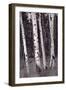 Aspen Forest Arizona BW-Steve Gadomski-Framed Photographic Print