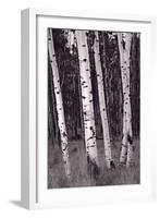 Aspen Forest Arizona BW-Steve Gadomski-Framed Photographic Print