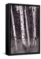 Aspen Forest Arizona BW-Steve Gadomski-Framed Stretched Canvas