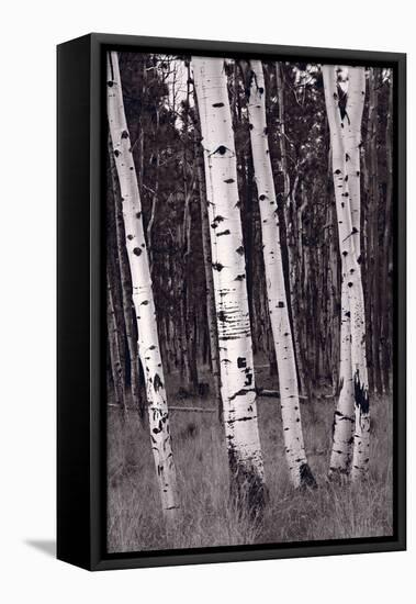 Aspen Forest Arizona BW-Steve Gadomski-Framed Stretched Canvas