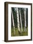 Aspen Forest, Arizona-Steve Gadomski-Framed Photographic Print