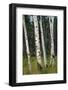 Aspen Forest, Arizona-Steve Gadomski-Framed Photographic Print