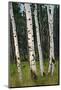 Aspen Forest, Arizona-Steve Gadomski-Mounted Photographic Print