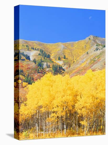 Aspen Forest at Dusk, Wellsville Mountains, Wasatch-Cache National Forest, Utah, USA-Scott T. Smith-Stretched Canvas