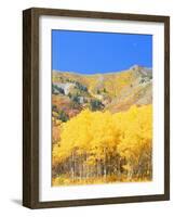 Aspen Forest at Dusk, Wellsville Mountains, Wasatch-Cache National Forest, Utah, USA-Scott T. Smith-Framed Photographic Print