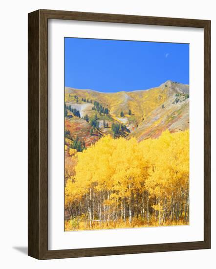 Aspen Forest at Dusk, Wellsville Mountains, Wasatch-Cache National Forest, Utah, USA-Scott T. Smith-Framed Photographic Print