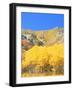 Aspen Forest at Dusk, Wellsville Mountains, Wasatch-Cache National Forest, Utah, USA-Scott T. Smith-Framed Photographic Print