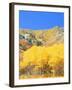 Aspen Forest at Dusk, Wellsville Mountains, Wasatch-Cache National Forest, Utah, USA-Scott T. Smith-Framed Photographic Print