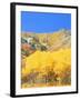 Aspen Forest at Dusk, Wellsville Mountains, Wasatch-Cache National Forest, Utah, USA-Scott T. Smith-Framed Photographic Print