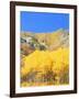 Aspen Forest at Dusk, Wellsville Mountains, Wasatch-Cache National Forest, Utah, USA-Scott T. Smith-Framed Photographic Print