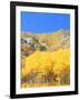 Aspen Forest at Dusk, Wellsville Mountains, Wasatch-Cache National Forest, Utah, USA-Scott T. Smith-Framed Photographic Print