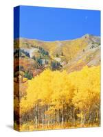 Aspen Forest at Dusk, Wellsville Mountains, Wasatch-Cache National Forest, Utah, USA-Scott T. Smith-Stretched Canvas