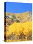 Aspen Forest at Dusk, Wellsville Mountains, Wasatch-Cache National Forest, Utah, USA-Scott T. Smith-Stretched Canvas