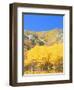 Aspen Forest at Dusk, Wellsville Mountains, Wasatch-Cache National Forest, Utah, USA-Scott T. Smith-Framed Photographic Print