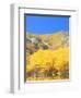 Aspen Forest at Dusk, Wellsville Mountains, Wasatch-Cache National Forest, Utah, USA-Scott T. Smith-Framed Photographic Print