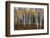 Aspen Forest In Autumn-Bill Sherrell-Framed Photographic Print