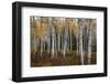 Aspen Forest In Autumn-Bill Sherrell-Framed Photographic Print