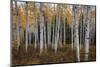 Aspen Forest In Autumn-Bill Sherrell-Mounted Photographic Print