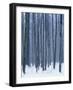 Aspen forest in winter, Methow Valley, Washington, USA-Charles Gurche-Framed Photographic Print