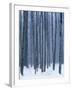 Aspen forest in winter, Methow Valley, Washington, USA-Charles Gurche-Framed Photographic Print