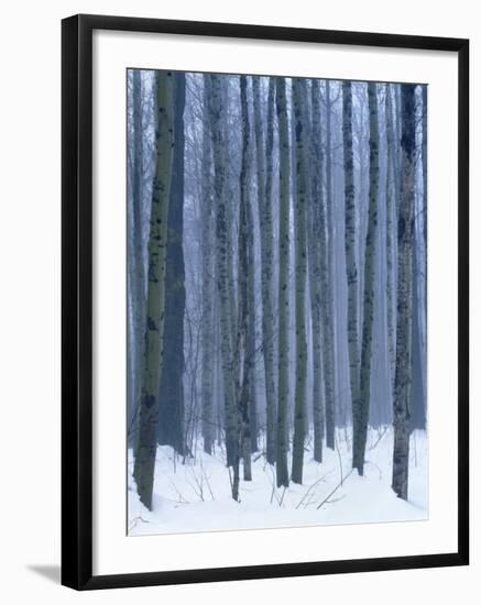 Aspen forest in winter, Methow Valley, Washington, USA-Charles Gurche-Framed Photographic Print
