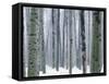Aspen forest in winter, Methow Valley, Washington, USA-Charles Gurche-Framed Stretched Canvas