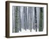 Aspen forest in winter, Methow Valley, Washington, USA-Charles Gurche-Framed Premium Photographic Print