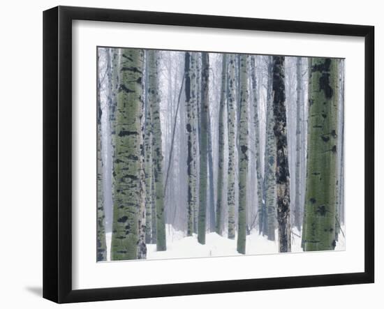 Aspen forest in winter, Methow Valley, Washington, USA-Charles Gurche-Framed Premium Photographic Print