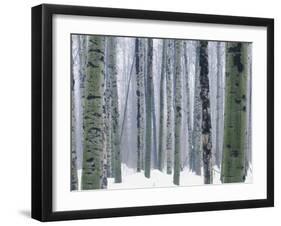 Aspen forest in winter, Methow Valley, Washington, USA-Charles Gurche-Framed Premium Photographic Print