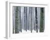 Aspen forest in winter, Methow Valley, Washington, USA-Charles Gurche-Framed Premium Photographic Print