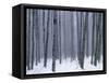 Aspen forest in winter, Methow Valley, Washington, USA-Charles Gurche-Framed Stretched Canvas