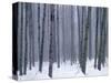 Aspen forest in winter, Methow Valley, Washington, USA-Charles Gurche-Stretched Canvas