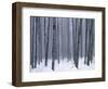 Aspen forest in winter, Methow Valley, Washington, USA-Charles Gurche-Framed Photographic Print