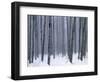 Aspen forest in winter, Methow Valley, Washington, USA-Charles Gurche-Framed Photographic Print