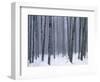 Aspen forest in winter, Methow Valley, Washington, USA-Charles Gurche-Framed Photographic Print